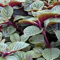 Swedish Ivy